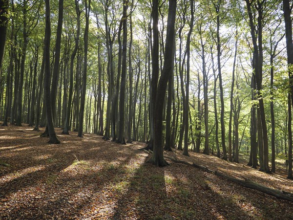 Carpet of leaves covers the forest floor while the light shines through tree trunks and casts long