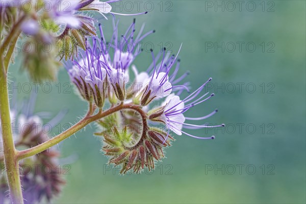 Spiral arrangement of purple flowers in close-up against a blurred background, lacy phacelia