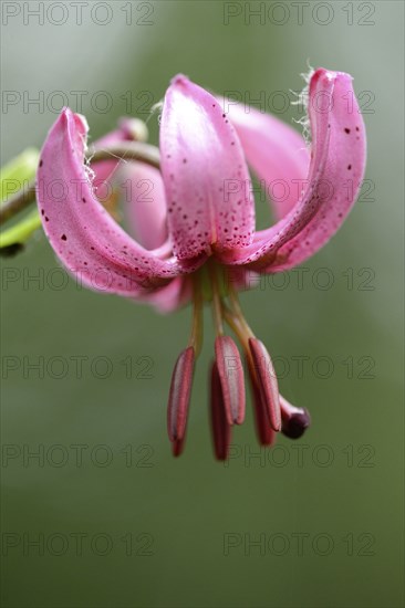 Close-up of a Martagon or Turk's cap lily (Lilium martagon) in a forest in spring