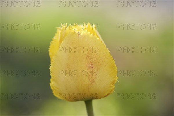 Close-up of a garden tulip (Tulipa spec.) blossom in spring
