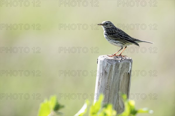 Meadow Pipit (Anthus pratensis), Emsland, Lower Saxony, Germany, Europe