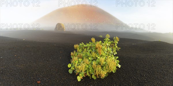 Canary Island dock (Rumex lunaria) and lava bomb in front of the Caldera Colorada, Parque Natural
