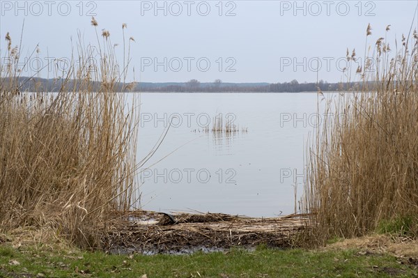 Reeds on the shore of Lake Zierker See, Neustrelitz, Mecklenburg-Vorpommern, Germany, Europe