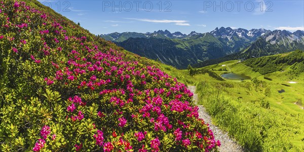 Alpine rose blossom, panorama from the Fellhorn over the Schlappoldsee and mountain station of the