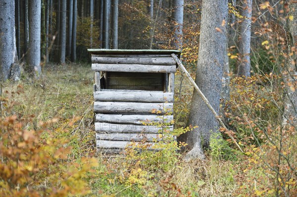 A perch in a mixed forest in autumn, Austria, Europe