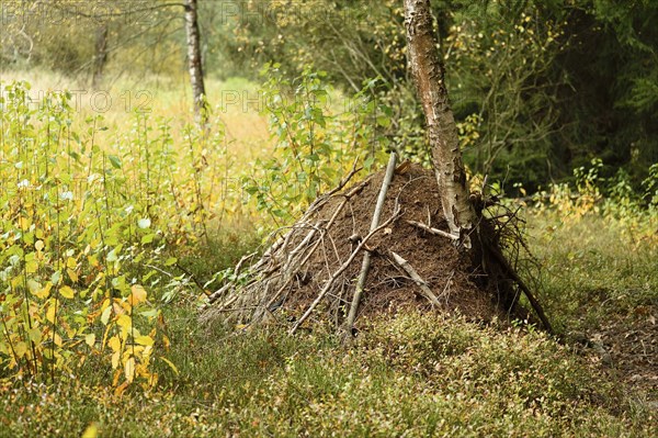 A wood ant anthill (formica) in a forest in autumn, Bavaria, Germany, Europe