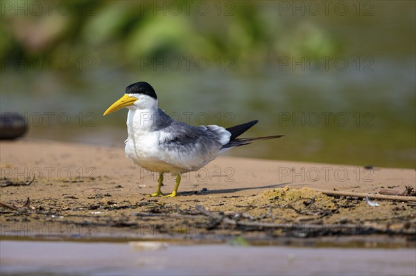Large-billed Tern (Phaetusa simplex) Pantanal Brazil