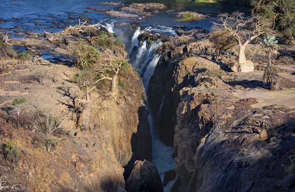 Kunene River, waterfall and African Baobab (Adansonia digitata), in the evening light, Epupa Falls,