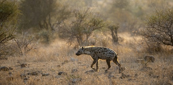 Spotted hyenas (Crocuta crocuta), in the morning light in dry grass, Kruger National Park, South