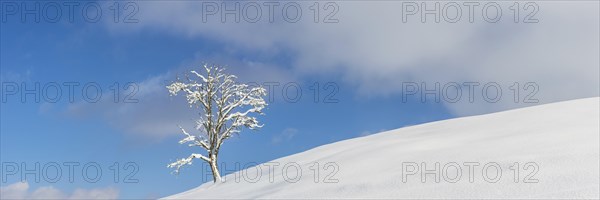 Single English oak (Quercus robur) in winter, natural landscape near Fuessen, Ostallgaeu, Bavaria,
