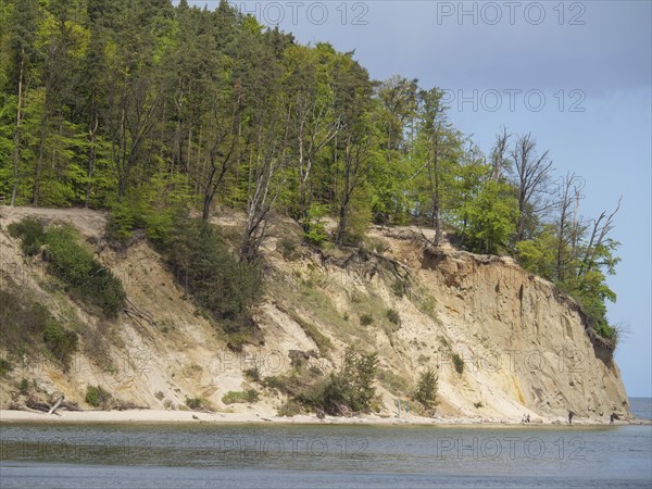 Cliffs with dense trees and a beach bordering the sea under a clear sky, spring on the Baltic Sea