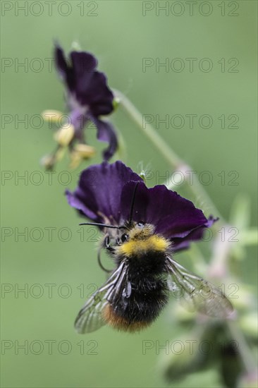 Early bumblebee (Bombus pratorum) on cranesbill (Geranium phaeum), Emsland, Lower Saxony, Germany,