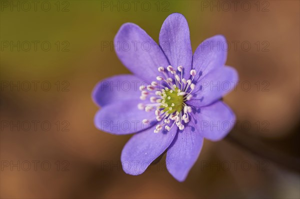 Close-up of Common Hepatica (Anemone hepatica) on the forest-floor in early spring