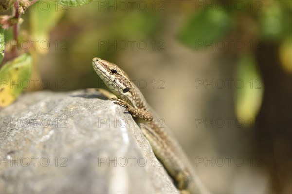 Close-up of a common wall lizard (Podarcis muralis) in autumn, Italy, Europe