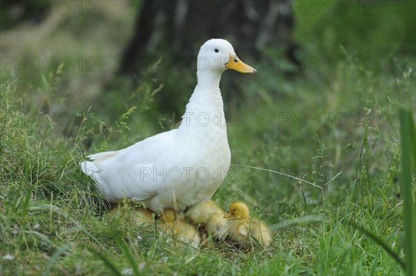 Close-up of a Long Island duck (Anas platyrhynchos domestica or Anas peking) mother with her chicks