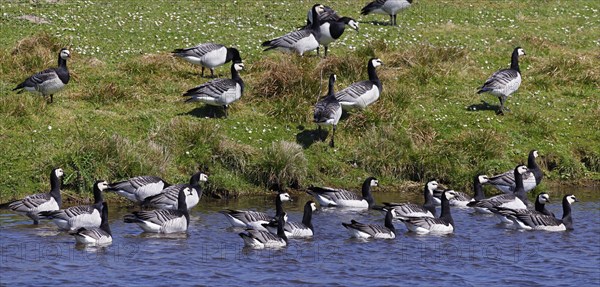 Barnacle geese, barnacle geese (Branta leucopsis), flock in a meadow by the water, North Sea coast,