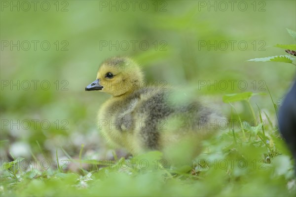 Close-up of a Canada goose (Branta canadensis) chick on a meadow in spring