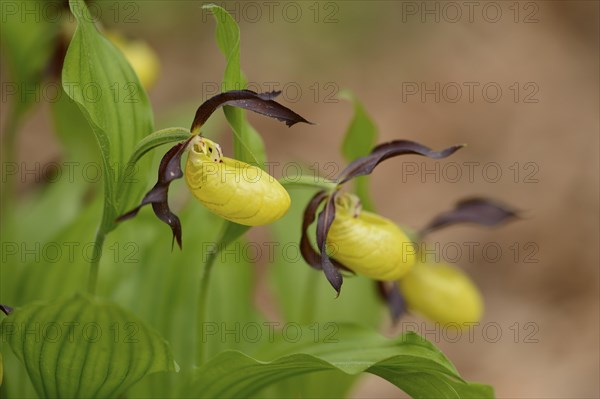 Close-up of lady's-slipper orchid (Cypripedium calceolus) blossoms in a forest in spring, Upper
