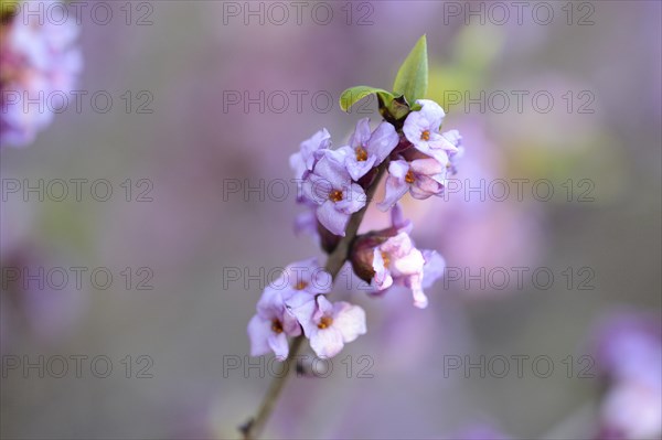 Close-up of a blooming mezereon (Daphne mezereum) branch in a forest on a sunny evening in spring