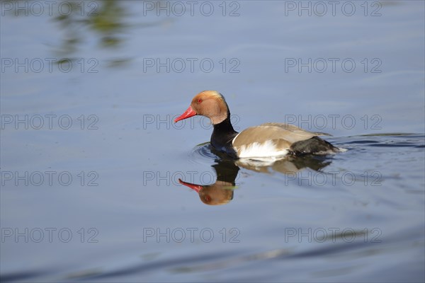 Close-up of a Red-crested Pochard (Netta rufina) swimming in the water in spring