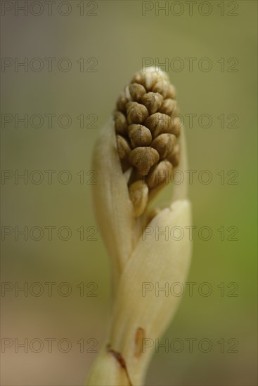 Close-up of a Bird's-nest Orchid (Neottia nidus-avis)