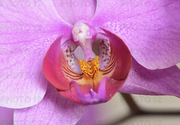 Blossom of a colourful Phalaenopsis orchid