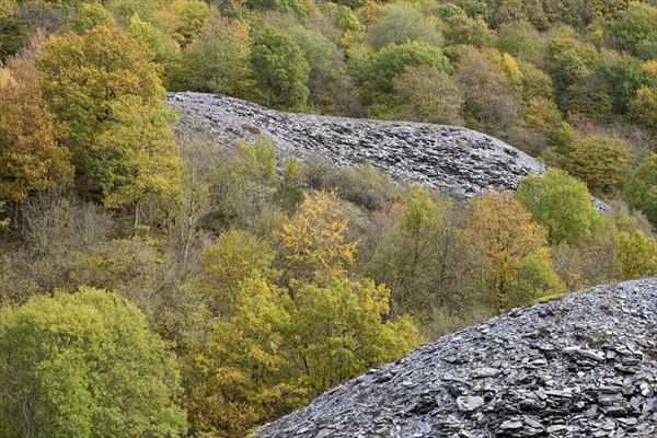 Deciduous trees with autumn leaves growing between high slate slopes, Eastern Eifel,