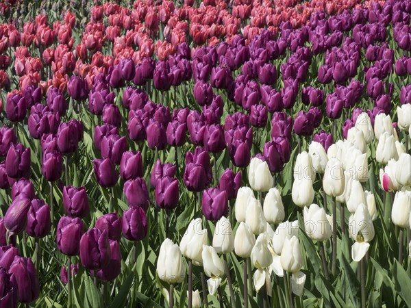 A field of flowers with rows of colourful tulips in magenta, red and white in a garden, many