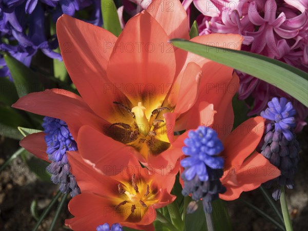 Close-up of a red flower with surrounding hyacinths and other flowers, many colourful, blooming