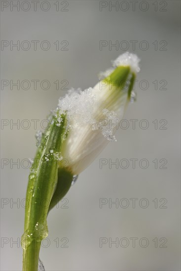 Close-up of spring snowflake (Leucojum vernum) blooming in spring, Bavaria, Germany, Europe