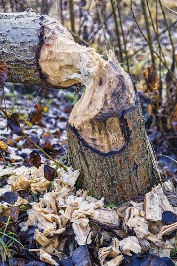 Beaver tree felling on the Teltow Canal, Berlin, Germany, Europe