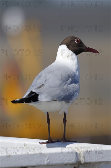 Black-headed Black-headed Gull (Larus ridibundus) in breeding plumage standing on a railing in the