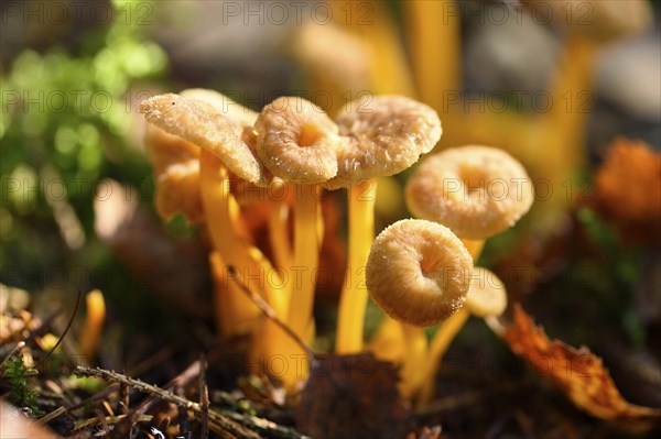 Close-up of a Yellowfoot (Craterellus tubaeformis) in forest in autumn