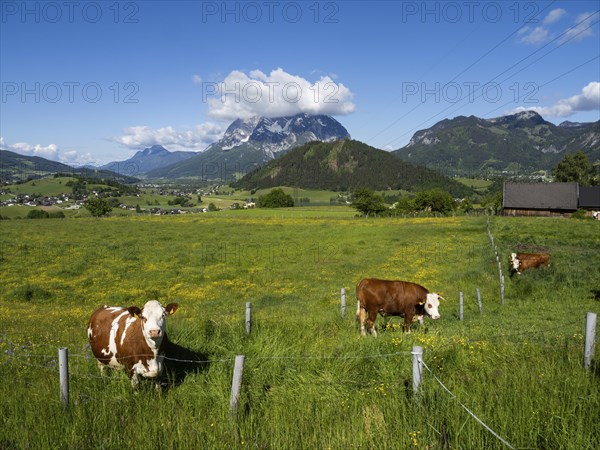 Cows grazing in a meadow, Ennstal, behind the Grimming, near Aigen im Ennstal, Styria, Austria,