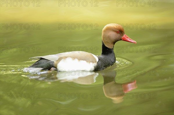 Close-up of a Red-crested Pochard (Netta rufina) swimming in the water in spring