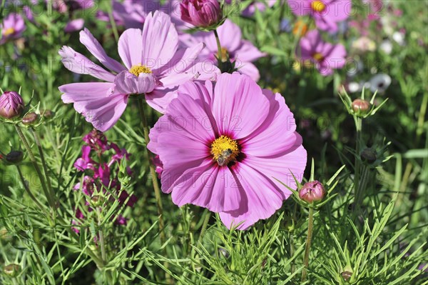 Cosmea bipinnata, Schwaebisch Gmuend, Baden-Wuerttemberg, Germany, Europe, Several pink flowers in