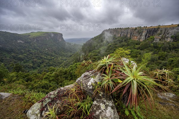 Krantz aloe (Aloe arborescens) growing on rocks, view from the plateau to the Graskop Gorge with