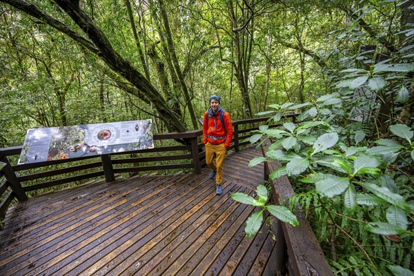 Young man on wooden path with information signs, in dense forest, Graskop Gorge or Graskopkloof,