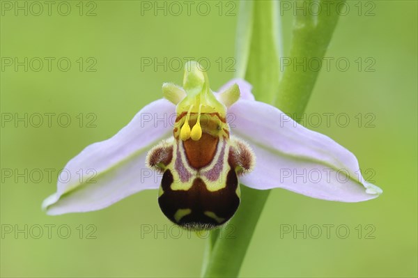 Bee orchid (Ophrys apivera), single flower, close-up of the flower, showing pollen-laden anthers