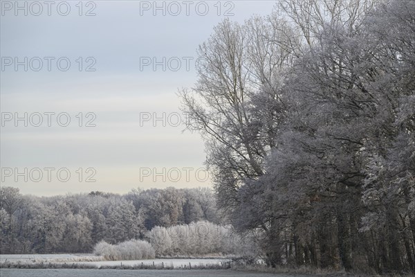 A forest and fields in winter, the trees and the ground covered with frost, dull light, hoarfrost