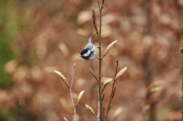 Close-up of a coal tit (Periparus ater) in the bavarian forest in spring, Germany, Europe