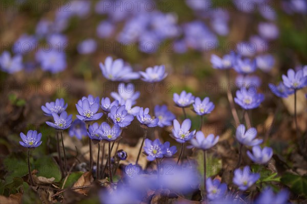 Close-up of Common Hepatica (Anemone hepatica) blossoms in a forest in spring, Bavaria, Germany,