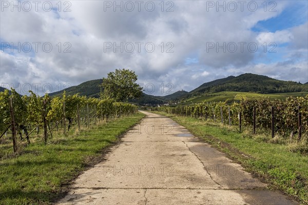 Farm track between green vineyards and hills, under a cloudy sky, Southern Palatinate, Palatinate,