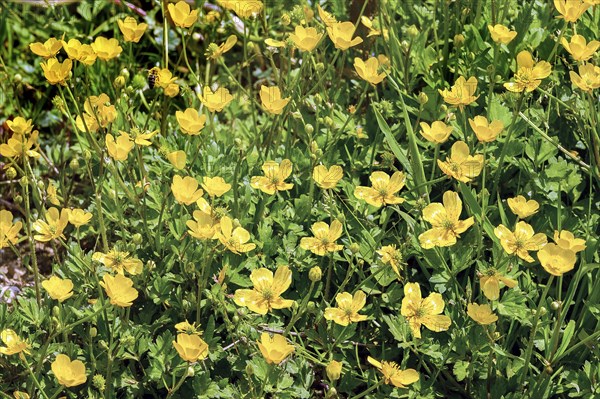 Meadow with ranunculus auricomus (Ranunculus auricomus agg.), Allgaeu, Bavaria, Germany, Europe