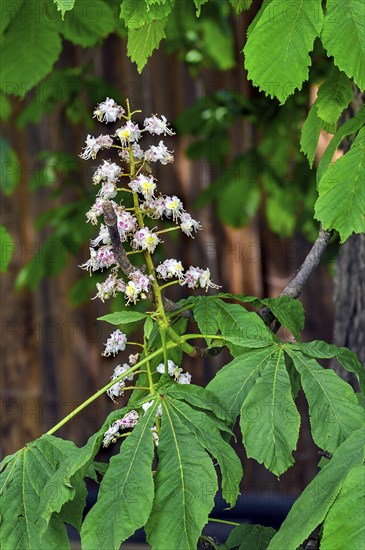 Spring, blossoms of the common horse-chestnut (Aesculus hippocastanum), Allgaeu, Bavaria, Germany,