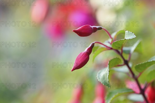 Close-up of red Fuchsia blossoms in a garden in summer