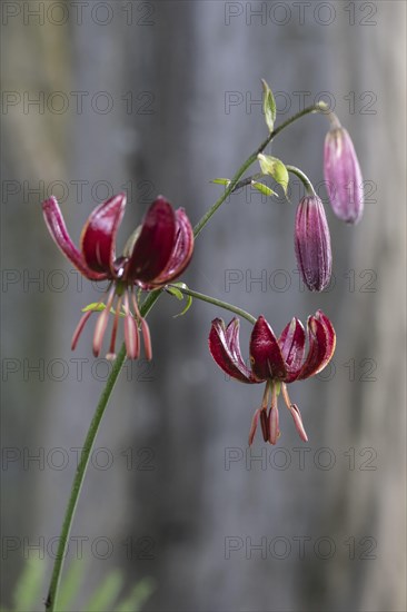 Martagon lily (Lilium martagon), Emsland, Lower Saxony, Germany, Europe