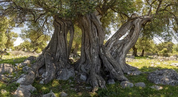 Old olive trees near Lun, island of Pag, Zadar, Dalmatia, Croatia, Europe