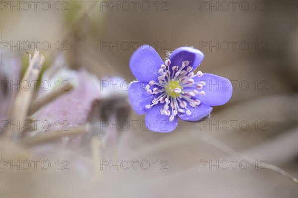 Close-up of a Common Hepatica (Anemone hepatica) blossom in a forest in spring