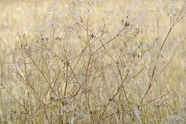 Umbellifer (Apiaceae) with fruiting stems and true grass (Poaceae), North Rhine-Westphalia,